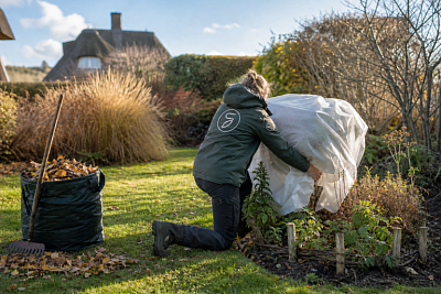 Gärtner schützt Strauch, sammelt Laub und sichert Beete im herbstlichen Sylt-Garten